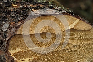 Pine tree log with chopping marks