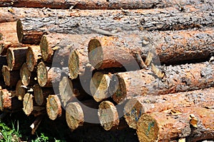 Pine tree logs