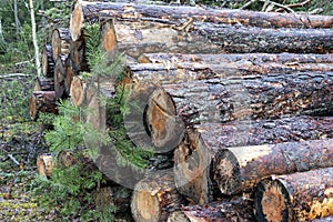 Pine tree logs timber in the forest.