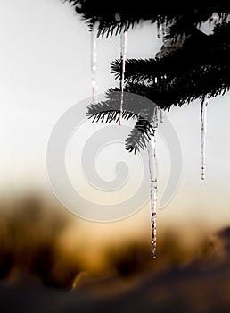 Pine tree with melting ice