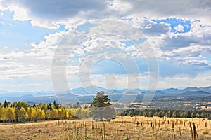 A pine tree in the middle of the field with yellow apsen and pines in the background. Snowbowl, Flagstaff, Arizona.