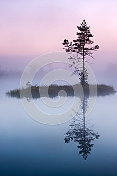 Pine tree in mist in marsh in Estonia