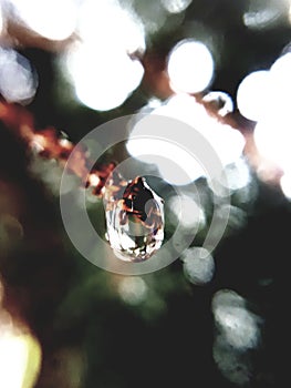 Pine tree morning dew drop macro