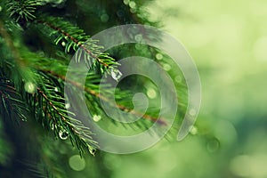 Pine tree with morning dew on the twig