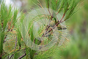Pine tree with morning dew on the twig, abstract natural backgrounds Pine cones Limited depth of field. There is space for text