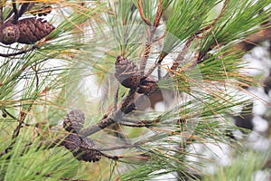 Pine tree with morning dew on the twig, abstract natural backgrounds Pine cones Limited depth of field. There is space for text