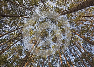 Pine Tree in Morning Light,