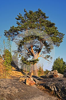 Pine tree Mount Paaso. Karelia. Tree on hill