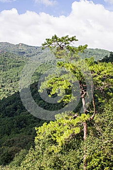 Pine Tree and the Mountain