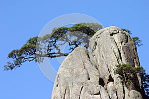 Pine tree in mountain