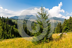 Pine tree on mountain meadow