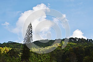 Pine tree with mountain and sky background in sunshine day