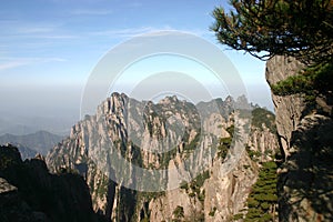 Pine tree at mountains