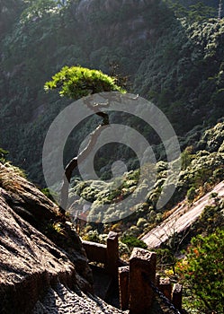 Pine tree on mountainside