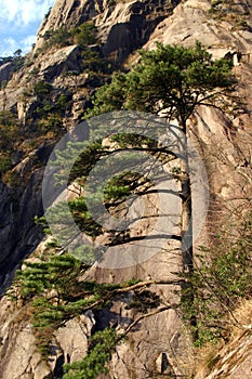 Pine tree on mountainside