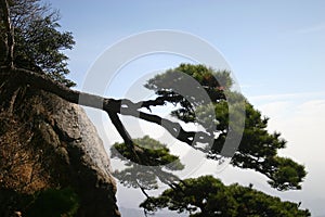 Pine tree on mountainside photo