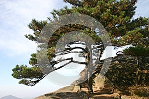 Pine tree on mountainside