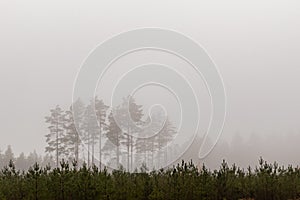 Pine tree in mysterios fog.
