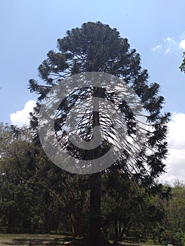 Pine tree. Nairobi aboretum is a collection of numerous tree species photo