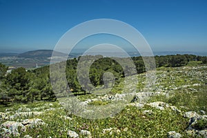 Pine tree Nazarth and Tavor mount photo