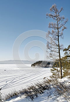 Pine tree near a lake