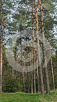 Pine tree near mountain forest