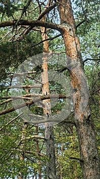 Pine tree near mountain forest