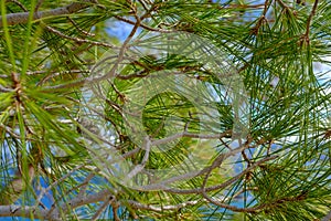 Pine tree needle close-up
