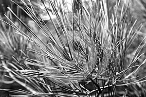 Pine tree needle close-up