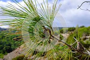 Pine tree needle close-up