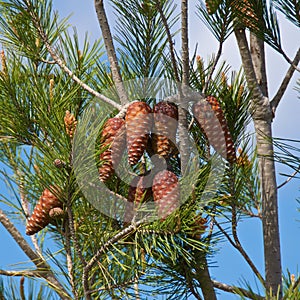 Pine tree with needle leaves and cones against blue sky in Israel
