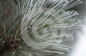 Pine tree needles on winter closeup.