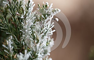 Pine tree needles on winter closeup.