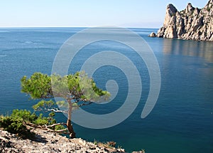 Pine tree next to the azure sea and rock