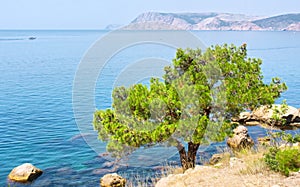 Pine tree next to sea