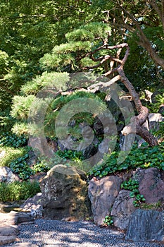 Pine tree in the Ninomaru Garden. Tokyo Imperial Palace. Japan