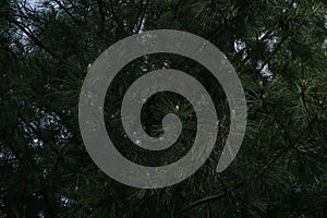 Pine tree and Pine nuts