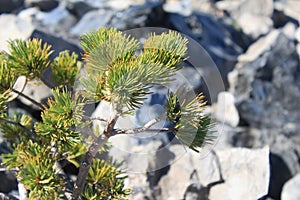 Pine Tree and Obsidian