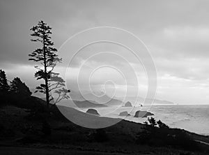 A Pine Tree with Oregon Coast and Sea Stacks in Background