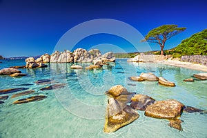 Pine tree on Palombaggia beach, Corsica, France