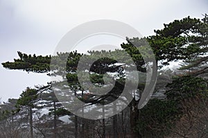 The pine tree on the peak of the Huangshan mountain in the winter season