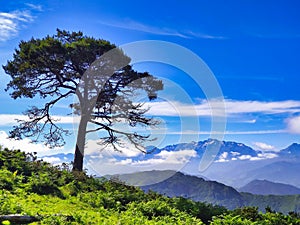 Pine tree and Picos de Europa National Park in background seen from El Sueve mountains, Asturias, Spain