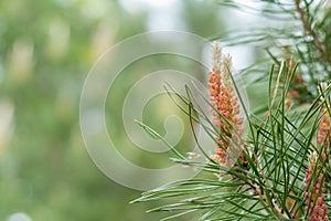 Pine tree with pine cones in the spring forest