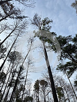 Pine tree , Pine forest