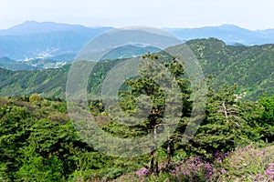 Pine Tree and Pink royal azalea flower or cheoljjuk grow around the hillside in Hwangmaesan Country Park