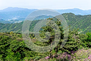 Pine Tree and Pink royal azalea flower or cheoljjuk grow around the hillside in Hwangmaesan Country Park photo