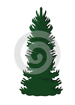 pine tree plant forest