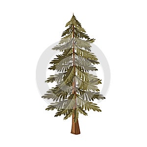 Pine tree plant nature icon