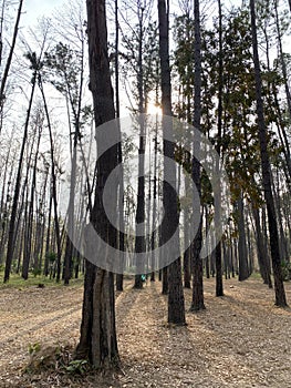 Pine tree , Pine forest