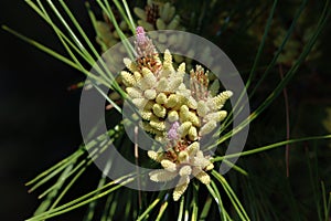 Pine tree pollen pods photo